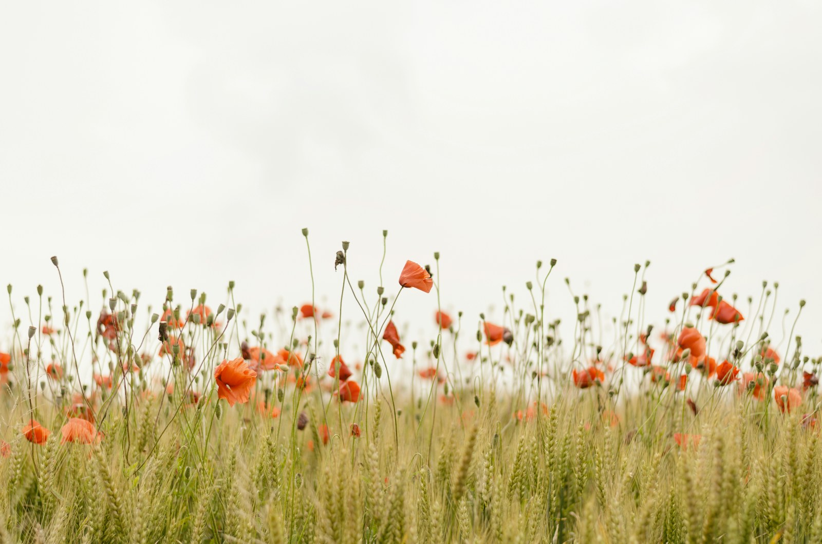 The unreasonable garden